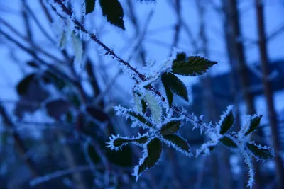 DSC_1042 (Large).JPG